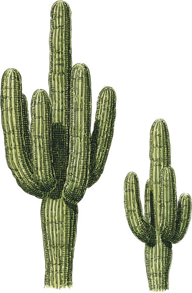 Tombow pencil Irojiten cactus green