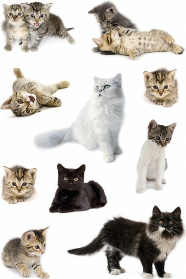 BildeHERMA Sticker Decor cat photos