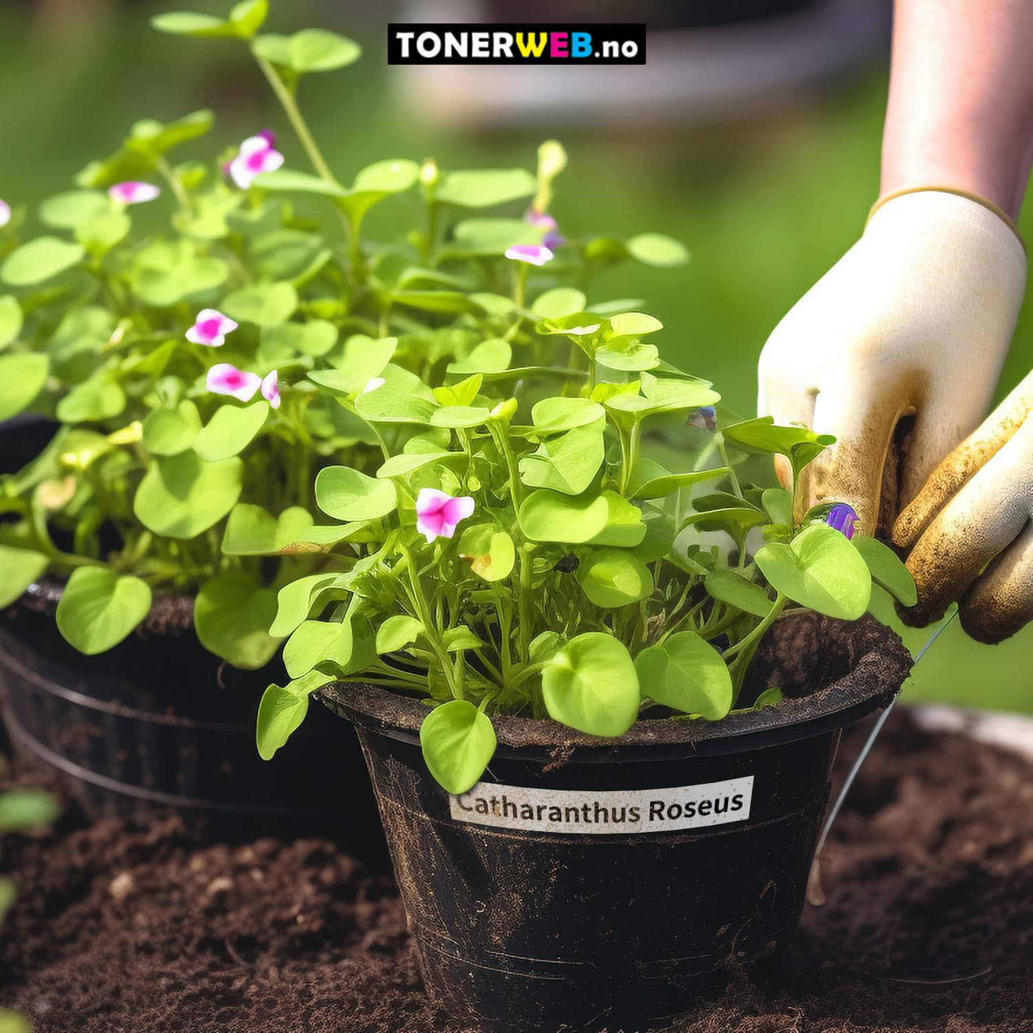 3 x DYMO Tape 45013  D1 Sort På Hvit 12mm X 7m  S0720530 - Erstatter 45013