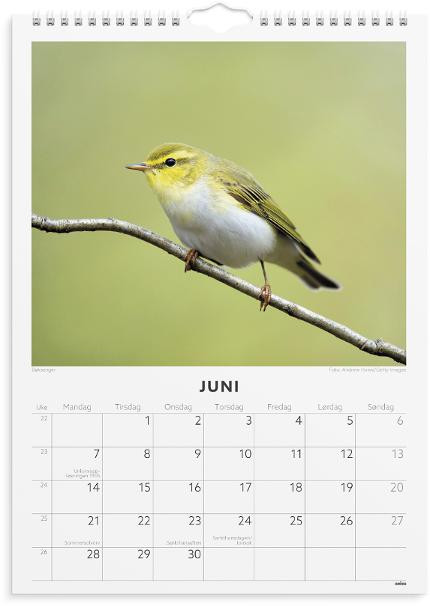 Veggkalender Grieg 2027 Fugler